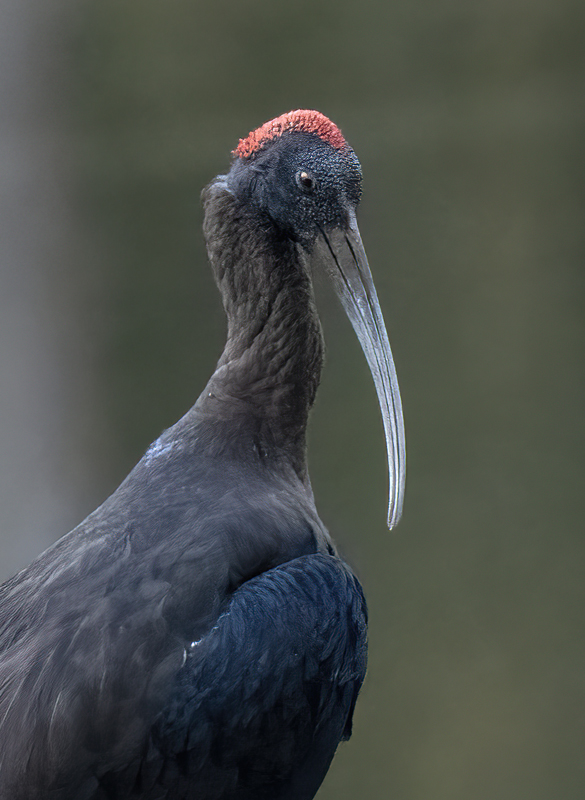 Red-naped_Ibis_25_India_007
