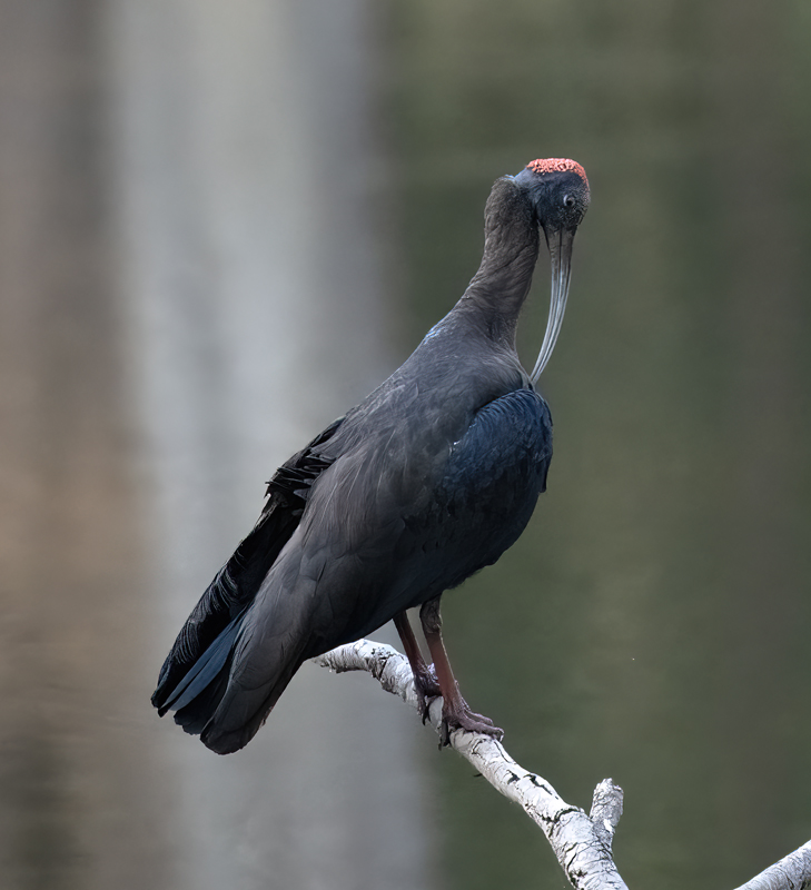 Red-naped_Ibis_25_India_008