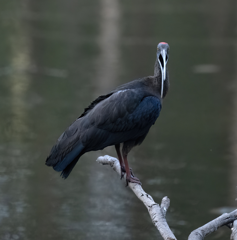 Red-naped_Ibis_25_India_014