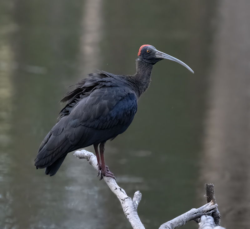 Red-naped_Ibis_25_India_023