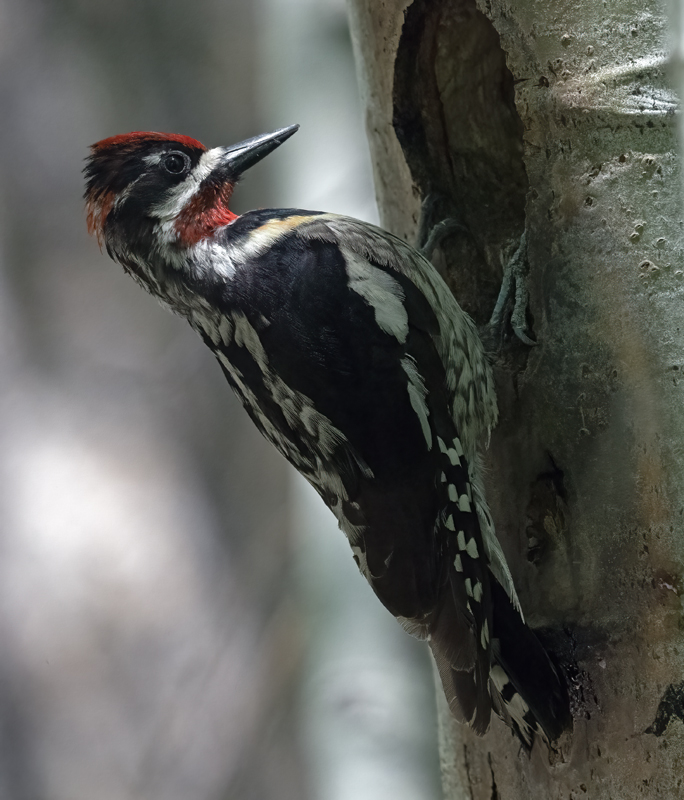Red-napped_Sapsucker_23_OR_L_517