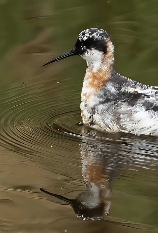 Red-necked_Phalarope_21_CA_066