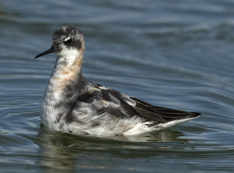Red-necked_Phalarope_22_Iceland_048