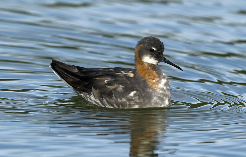 Red-necked_Phalarope_22_Iceland_054