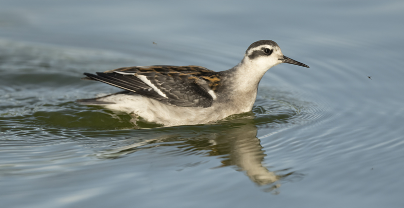Red-necked_Phalarope_22_Iceland_262