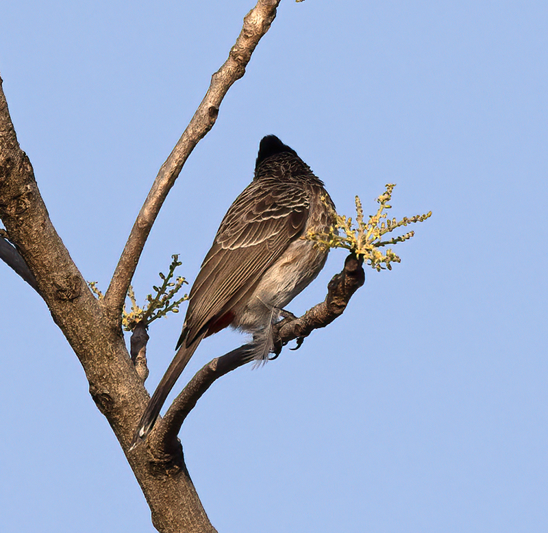 Red-vented_Bulbul_25_India_001
