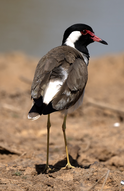 Red-wattled_Lapwing_25_India_003