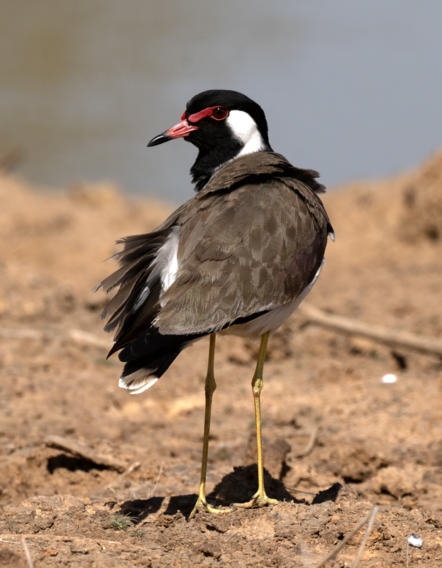 Red-wattled_Lapwing_25_India_008