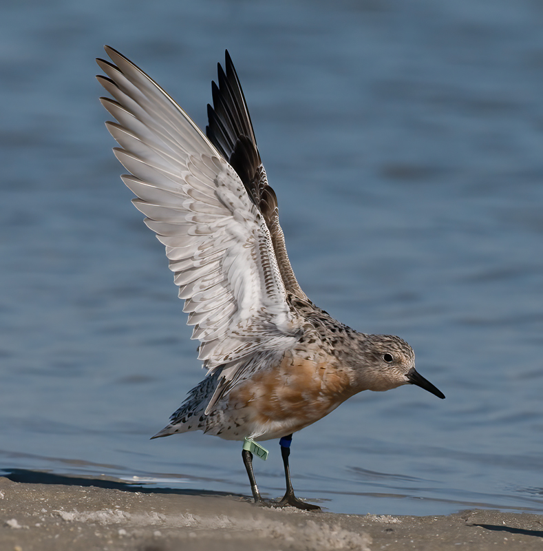 Red_Knot_10_FL_039