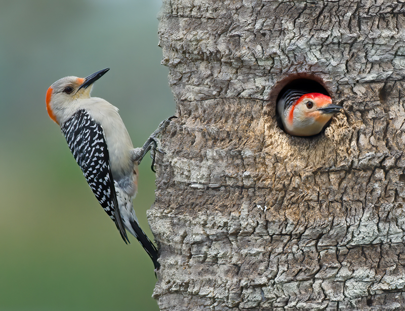 Red_bellied_Woodpecker_11_FL_020
