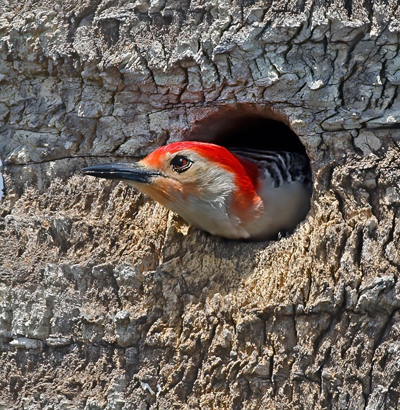 Red_bellied_Woodpecker_11_FL_047