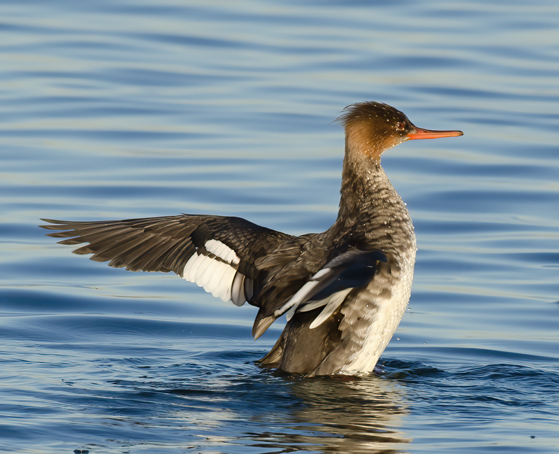 Red_breasted_Merganser_10_FL_001