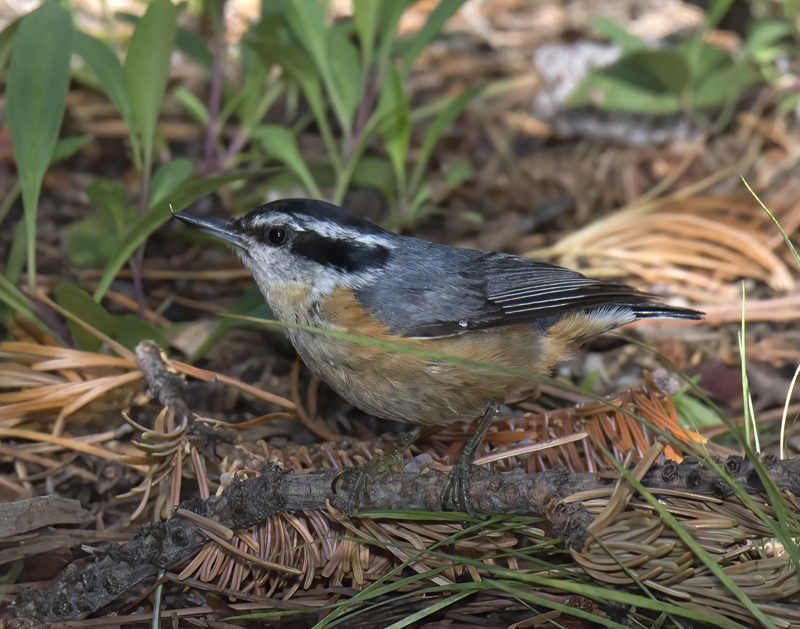 Red_breasted_Nuthatch_17_OR_031