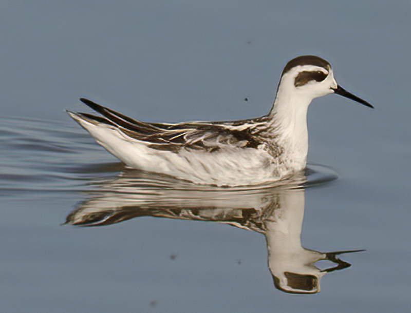Red_necked_Phalarope_12_CA_003