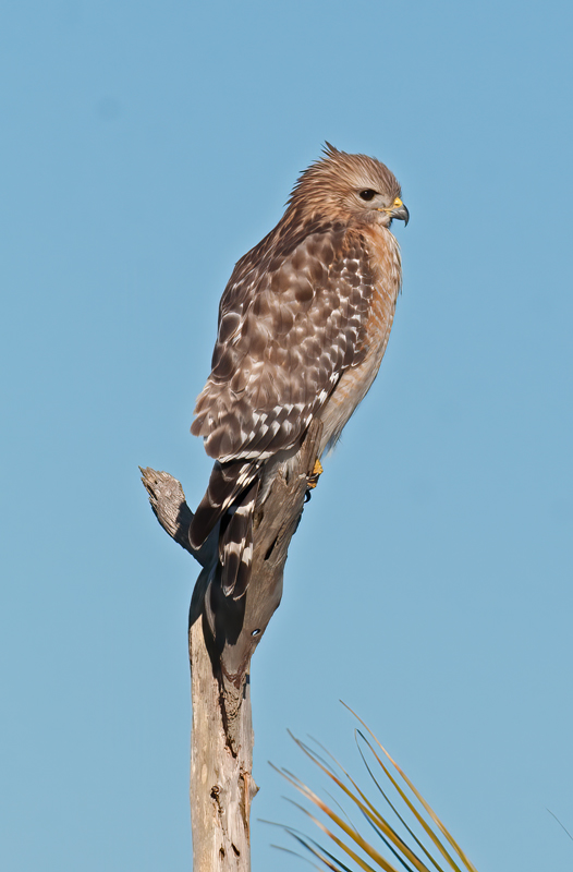 Red_shouldered_Hawk_11_FL_012