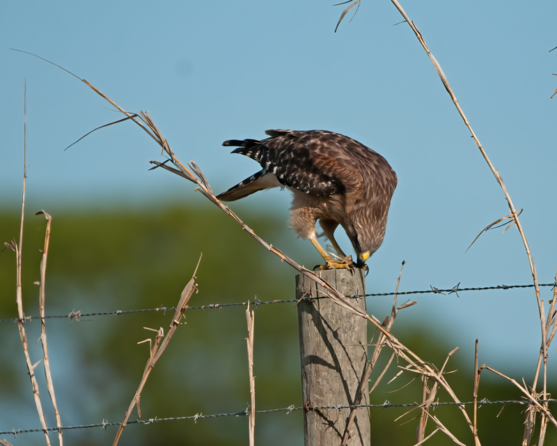 Red_shouldered_Hawk_12_FL_003
