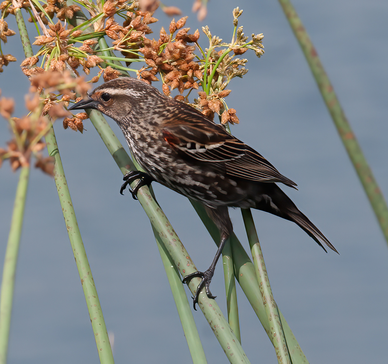 Red_winged_Blackbird_09_FL_029
