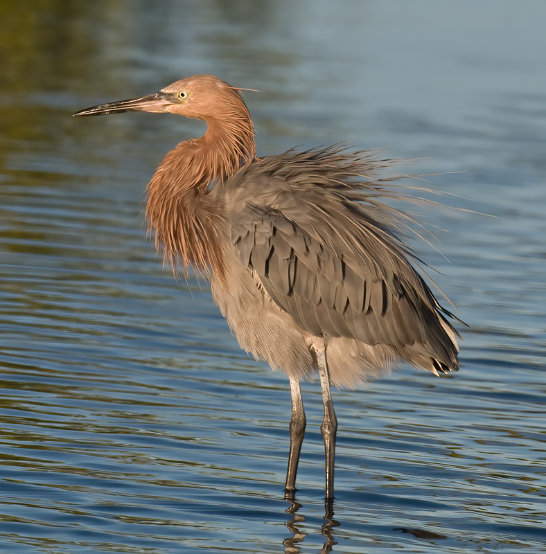 Reddish_Egret_09_FL_004
