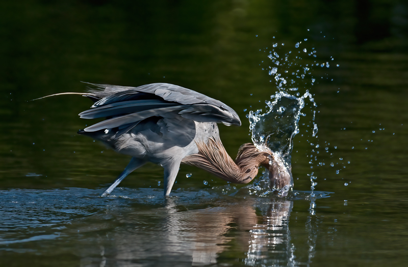 Reddish_Egret_09_FL_052