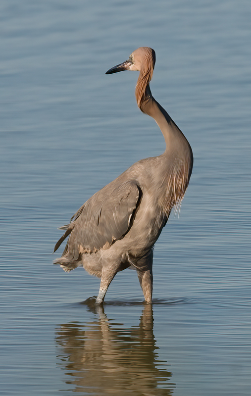 Reddish_Egret_10_FL_065