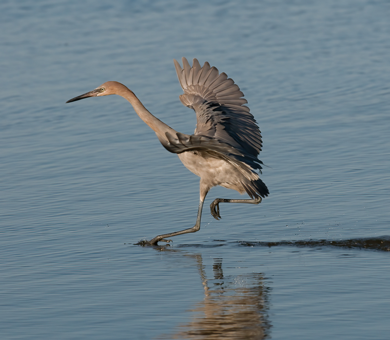 Reddish_Egret_10_FL_071