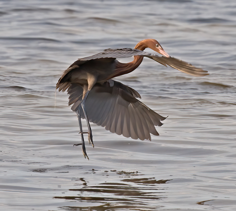 Reddish_Egret_10_FL_098
