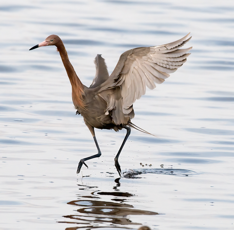 Reddish_Egret_10_FL_108