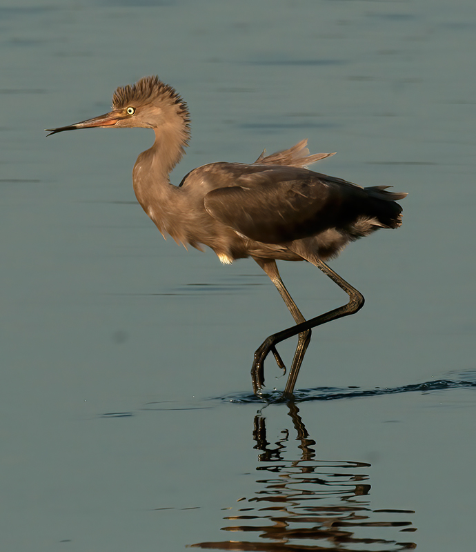 Reddish_Egret_10_FL_146