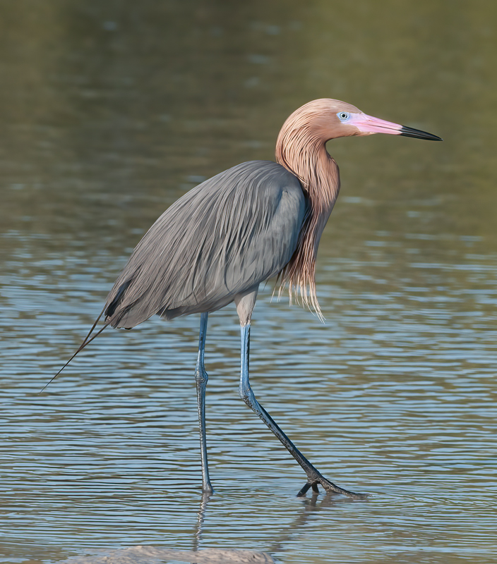 Reddish_Egret_11_FL_088