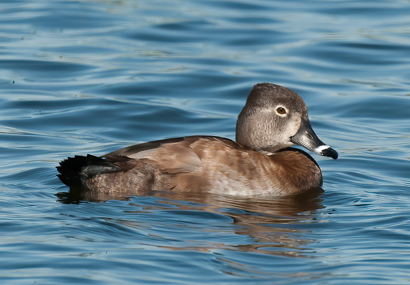 Ring_necked_Duck_10_FL_032