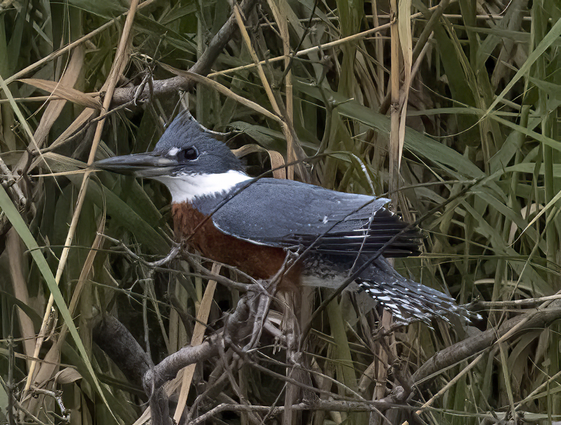 Ringed_Kingfisher_22_TX_017