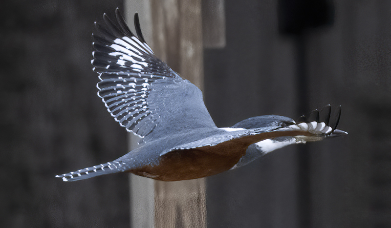 Ringed_Kingfisher_22_TX_032