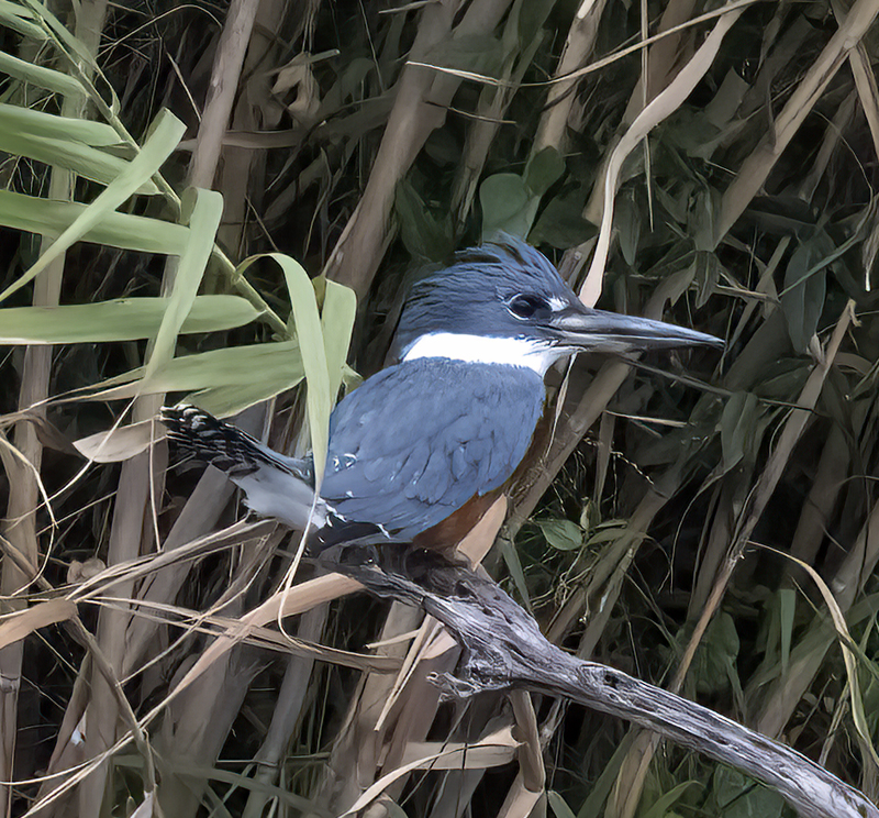 Ringed_Kingfisher_22_TX_064