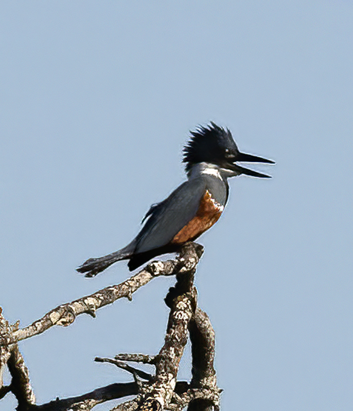 Ringed_Kingfisher_TX_18_001