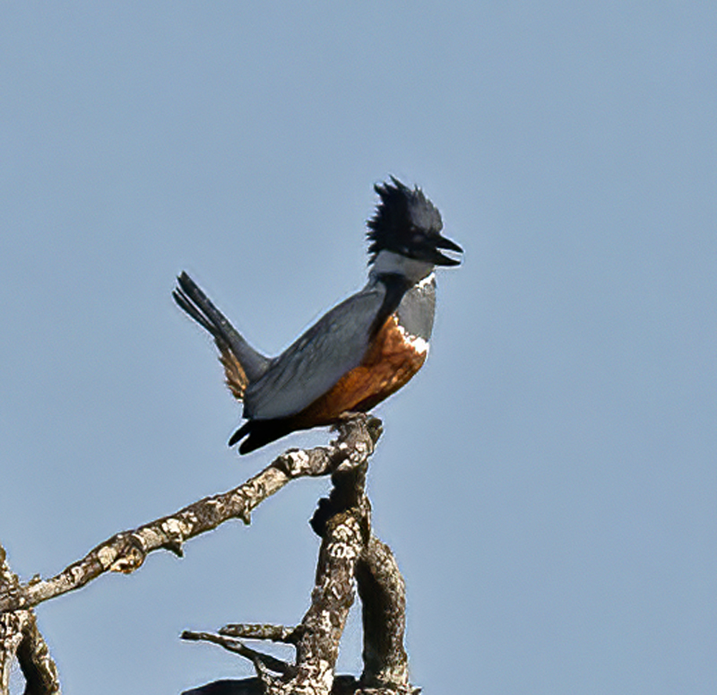 Ringed_Kingfisher_TX_18_005