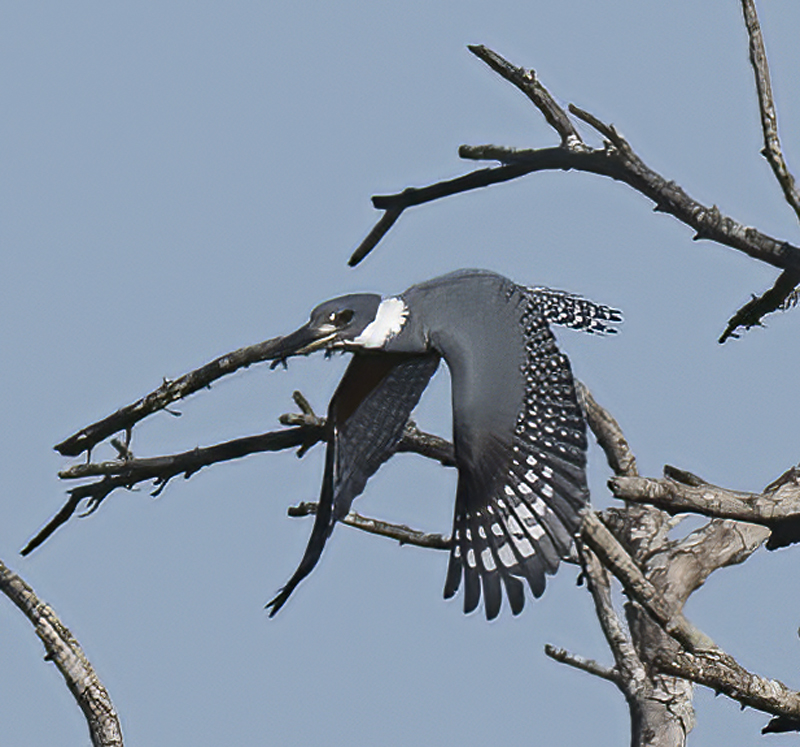 Ringed_Kingfisher_TX_18_034