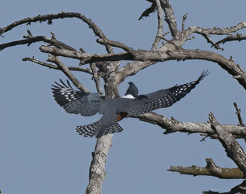 Ringed_Kingfisher_TX_18_077
