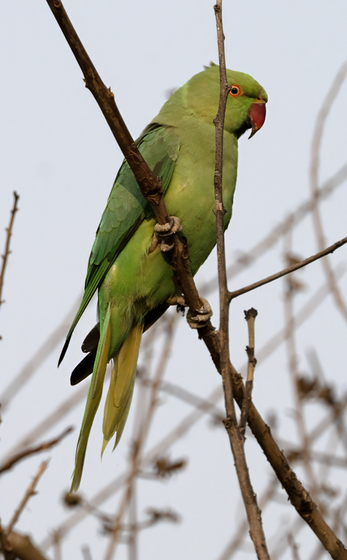 Rose-ringed_Parakeet_25_India_003