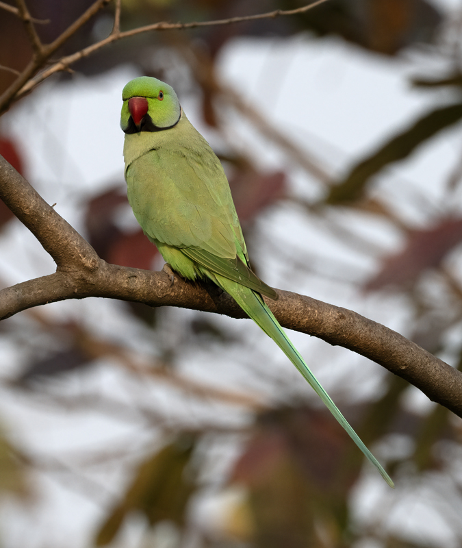 Rose-ringed_Parakeet_25_India_026