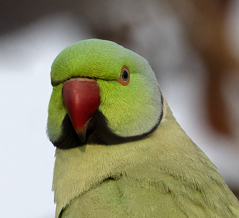 Rose-ringed_Parakeet_25_India_026a