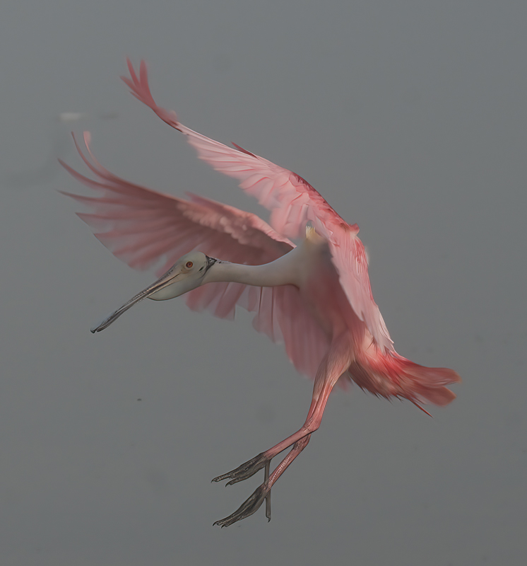 Roseate_Spoonbill_09_FL_232