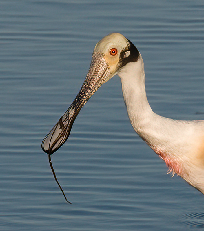 Roseate_Spoonbill_10_FL_052