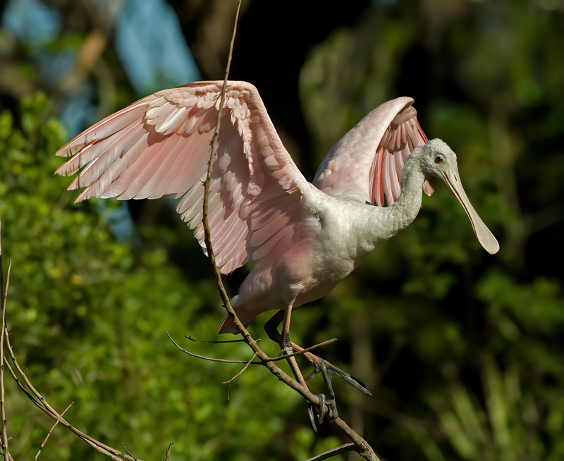 Roseate_Spoonbill_10_FL_104