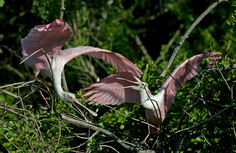 Roseate_Spoonbill_10_FL_129