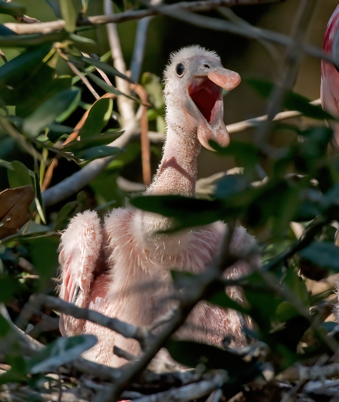 Roseate_Spoonbill_10_FL_318