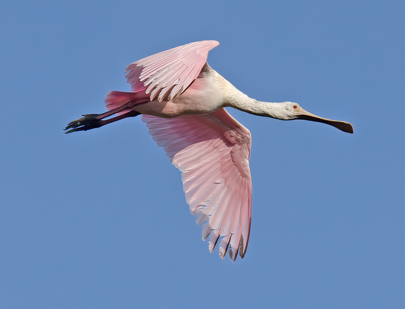 Roseate_Spoonbill_11_FL_029