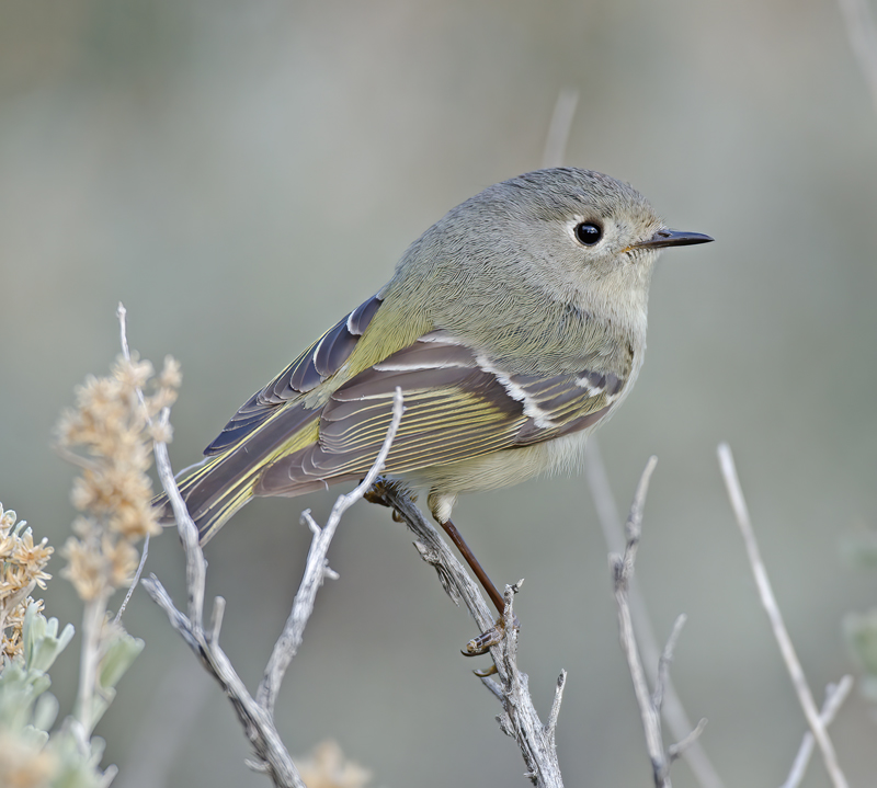 Ruby_crowned_Kinglet_14_CA_005