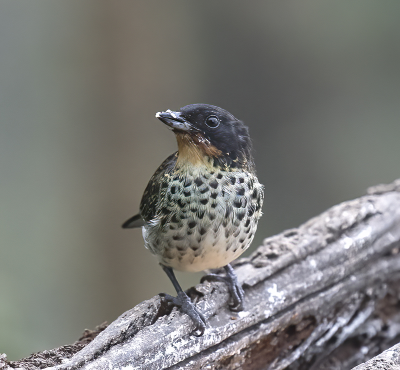 Rufous-throated_Tanager_18_Ecuador_006