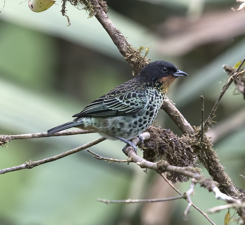 Rufous-throated_Tanager_18_Ecuador_015