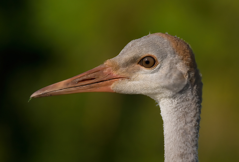 Sandhill_Crane_09_FL_141